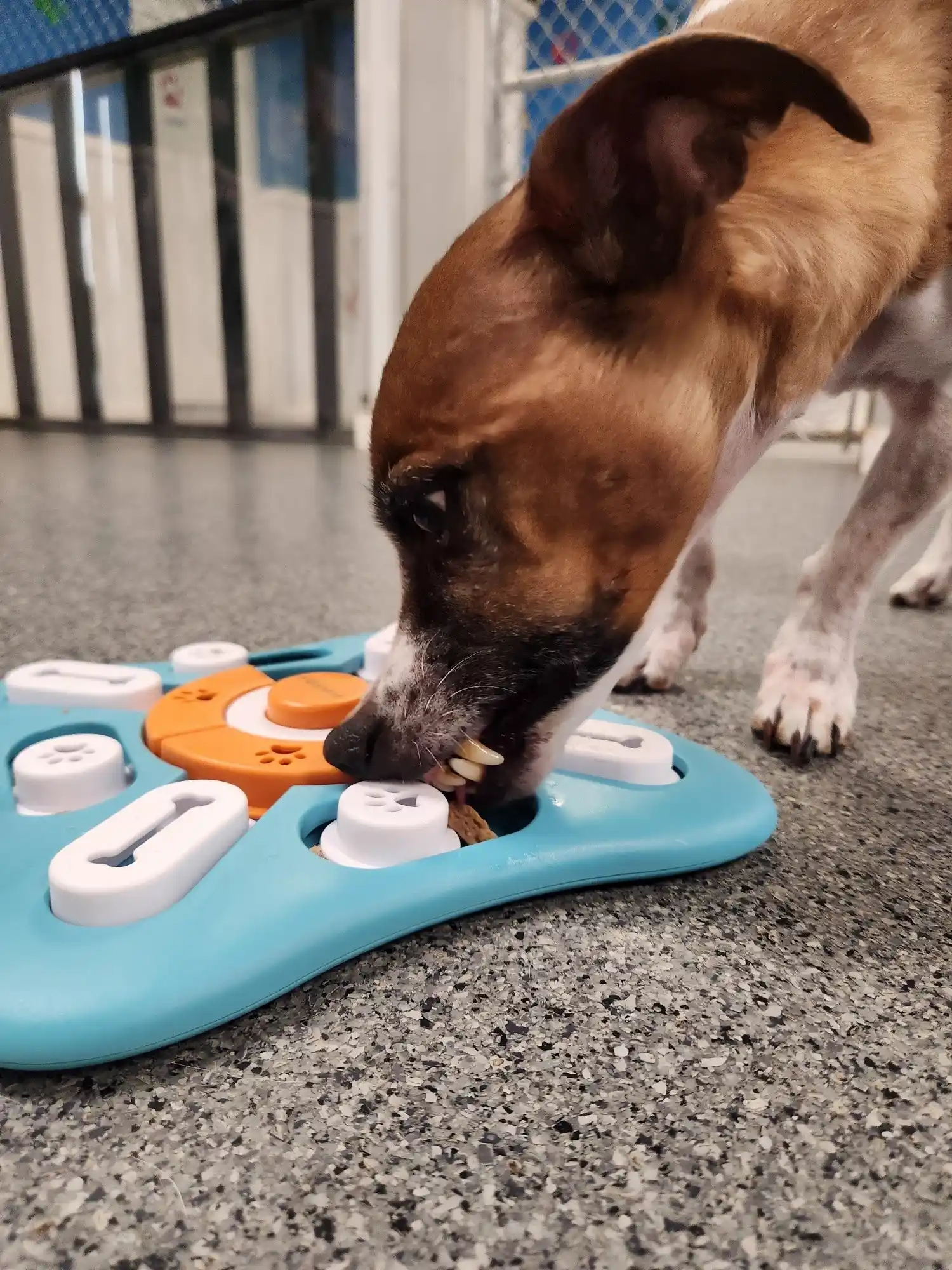dog playing games
