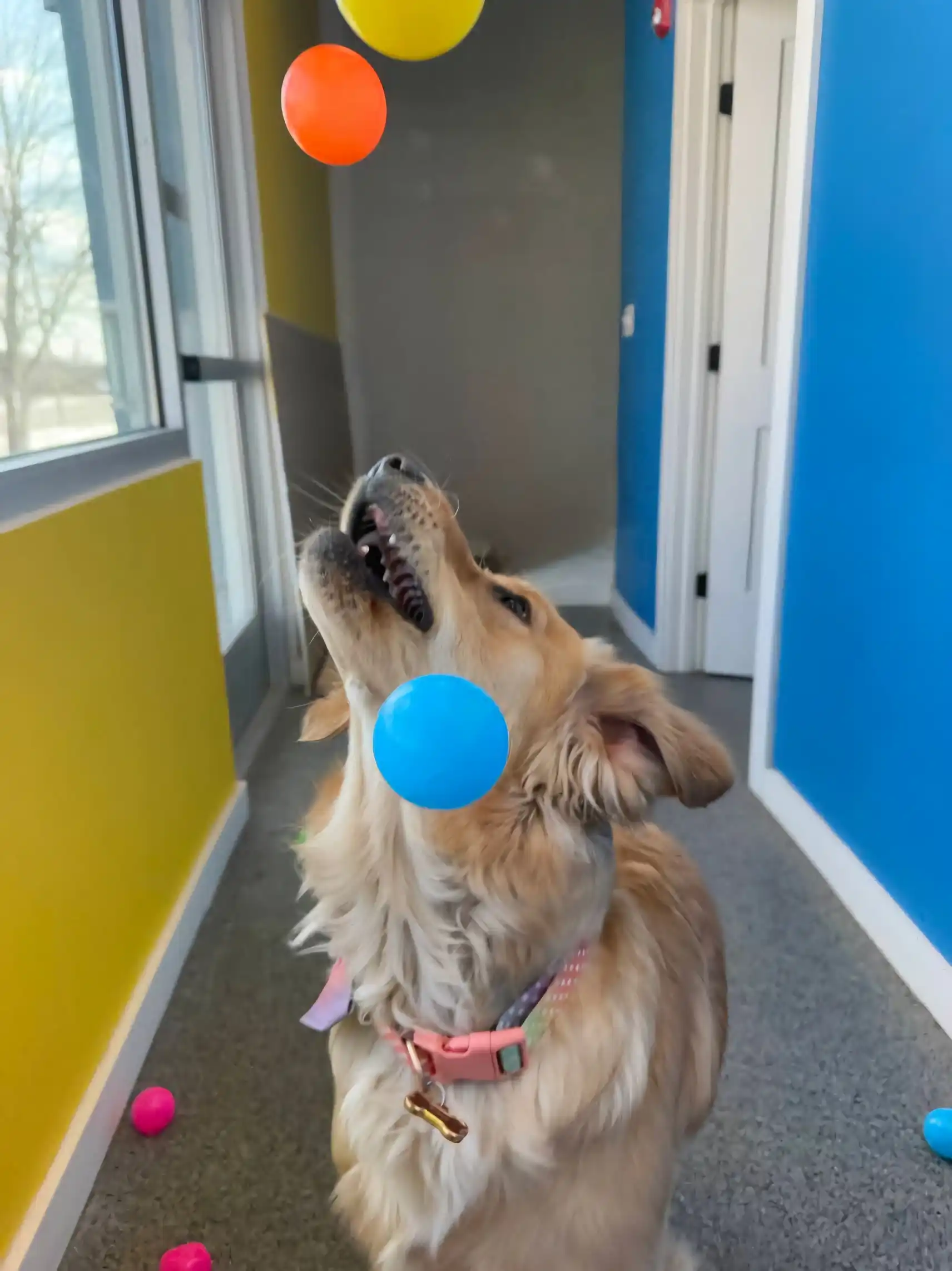balls thrown in the air for the dog to catch