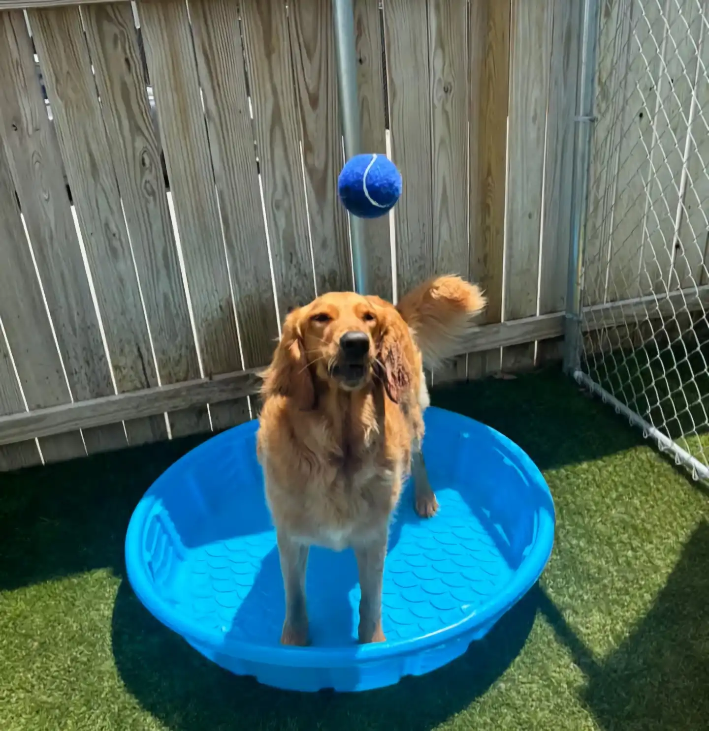 dog in kiddy pool being thrown a tennis ball