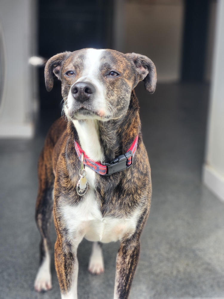 Blog - Playtime Pet Resort