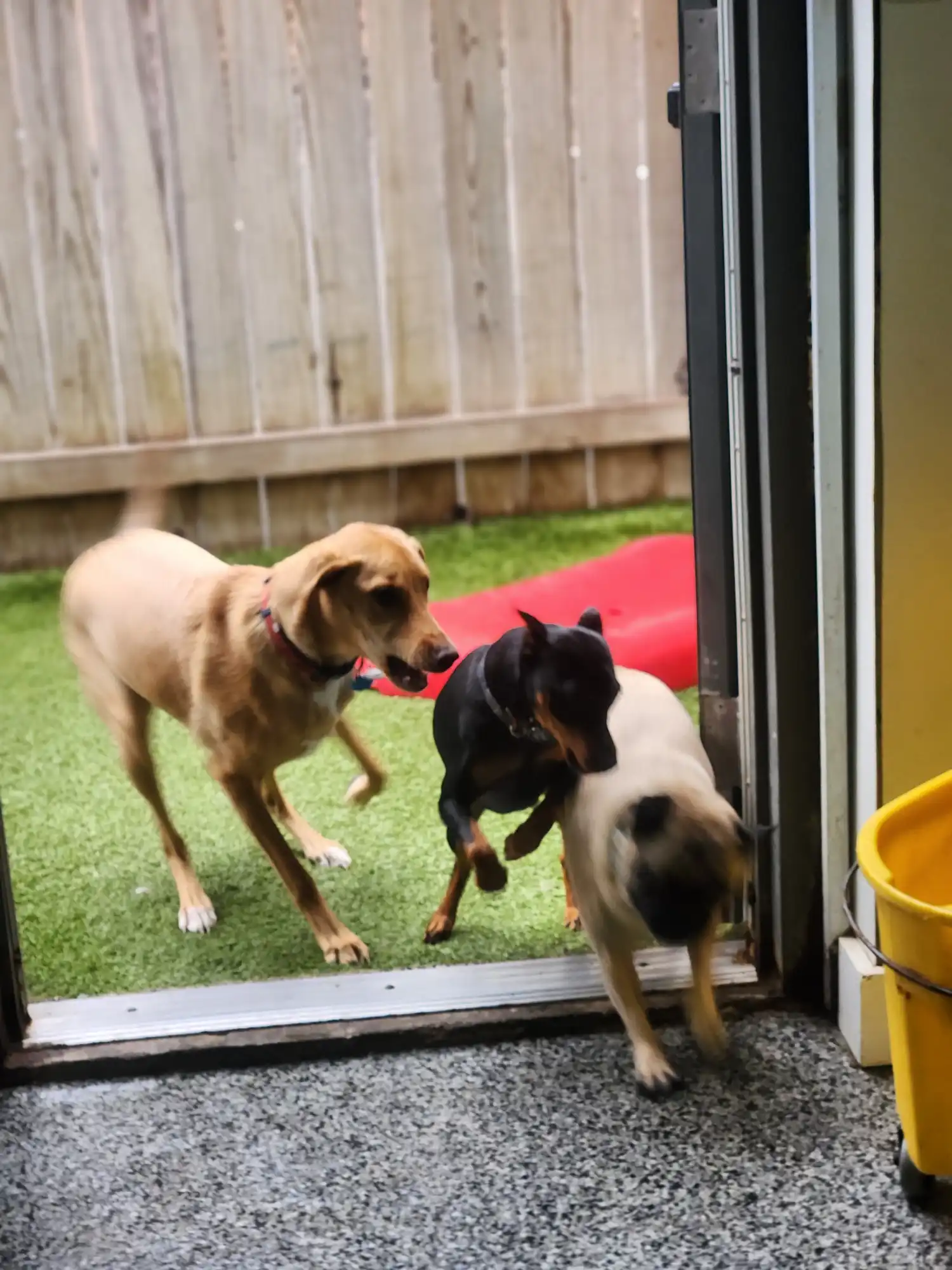 dogs rushing to get inside