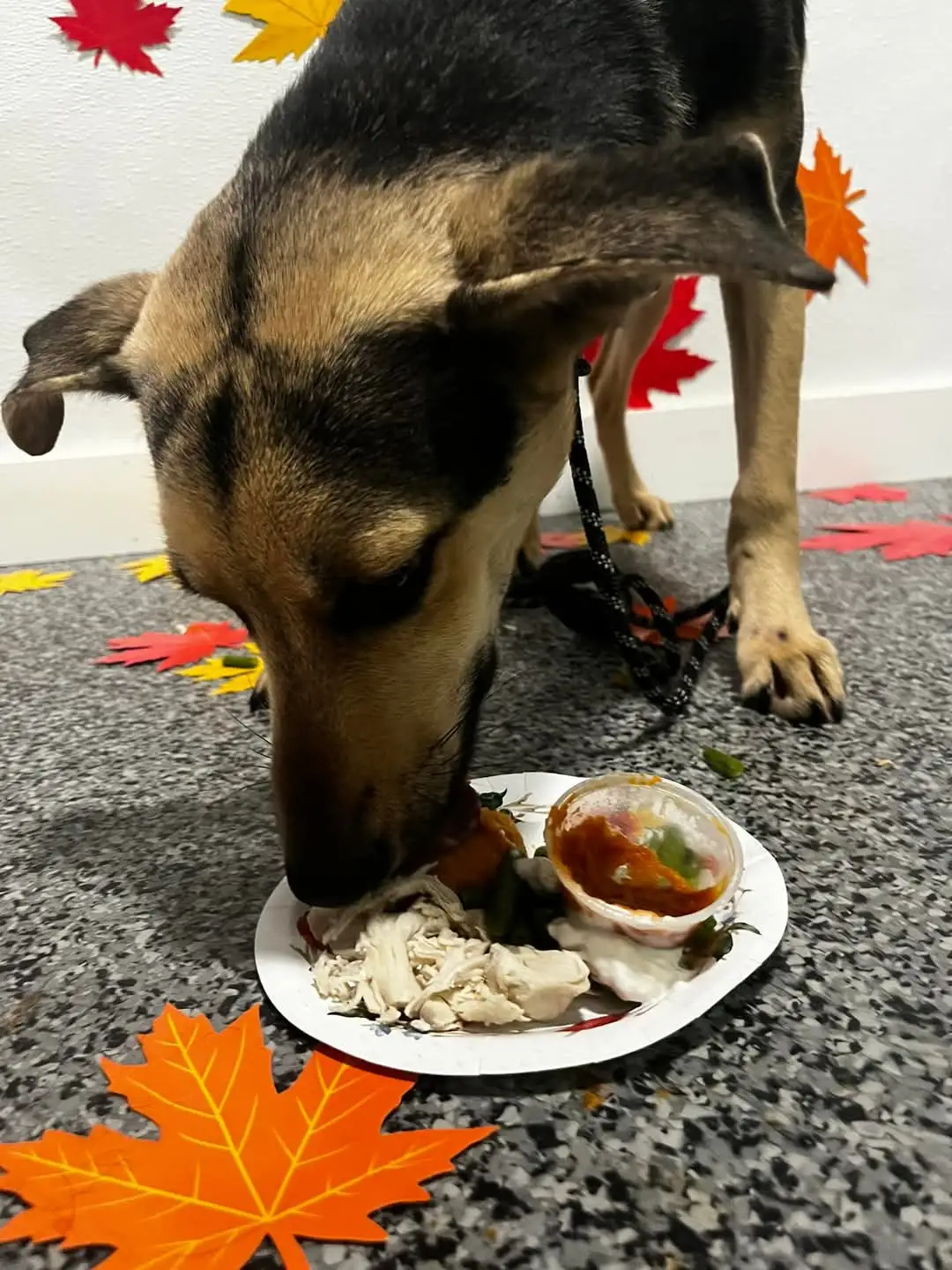 dog eating their lunch