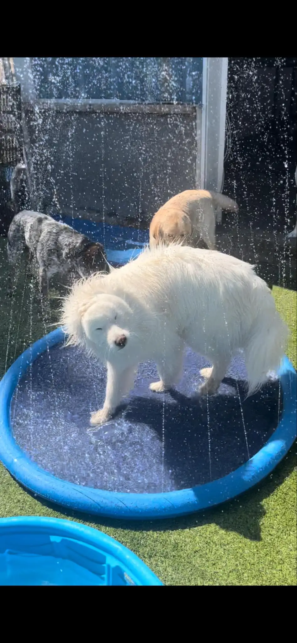 dog playing in the water sprinklers