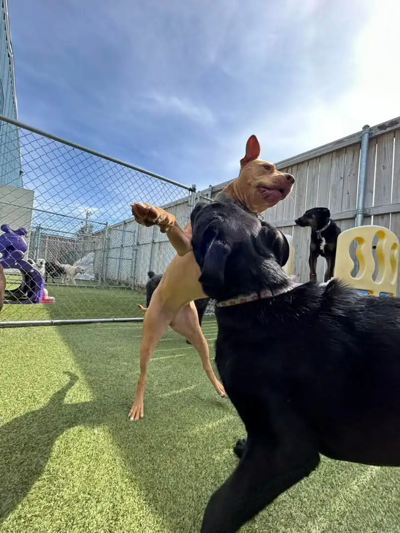 dogs playing in the yard