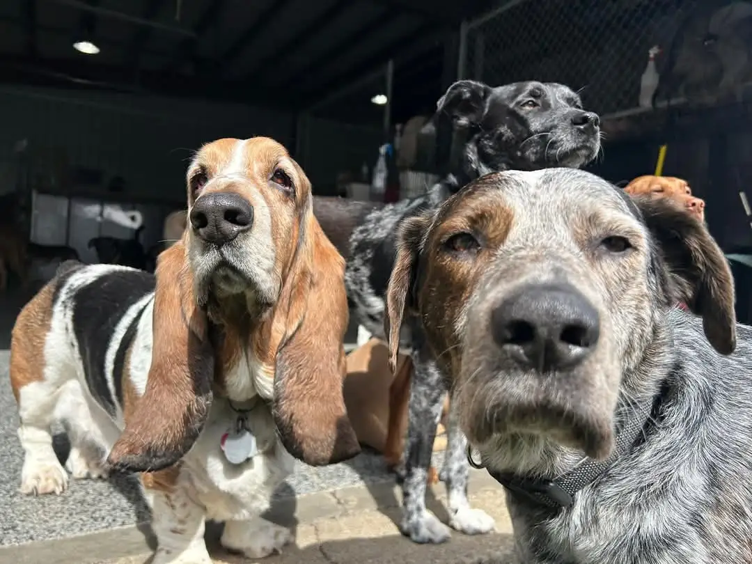 dogs posing for an image