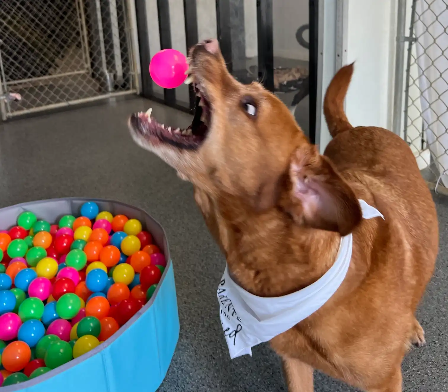 dog catching a ball from the ball pit