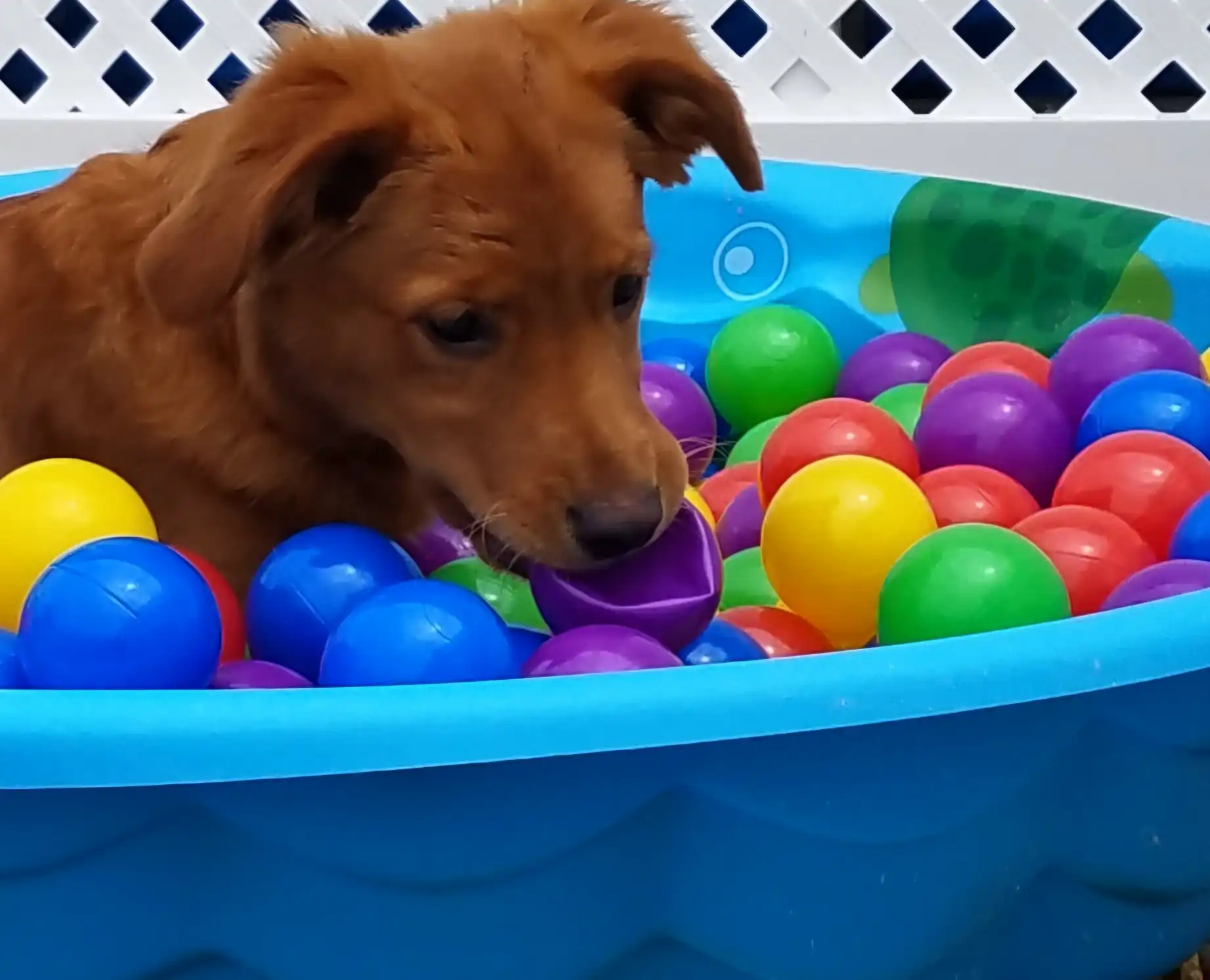 dog playing in the ball pit