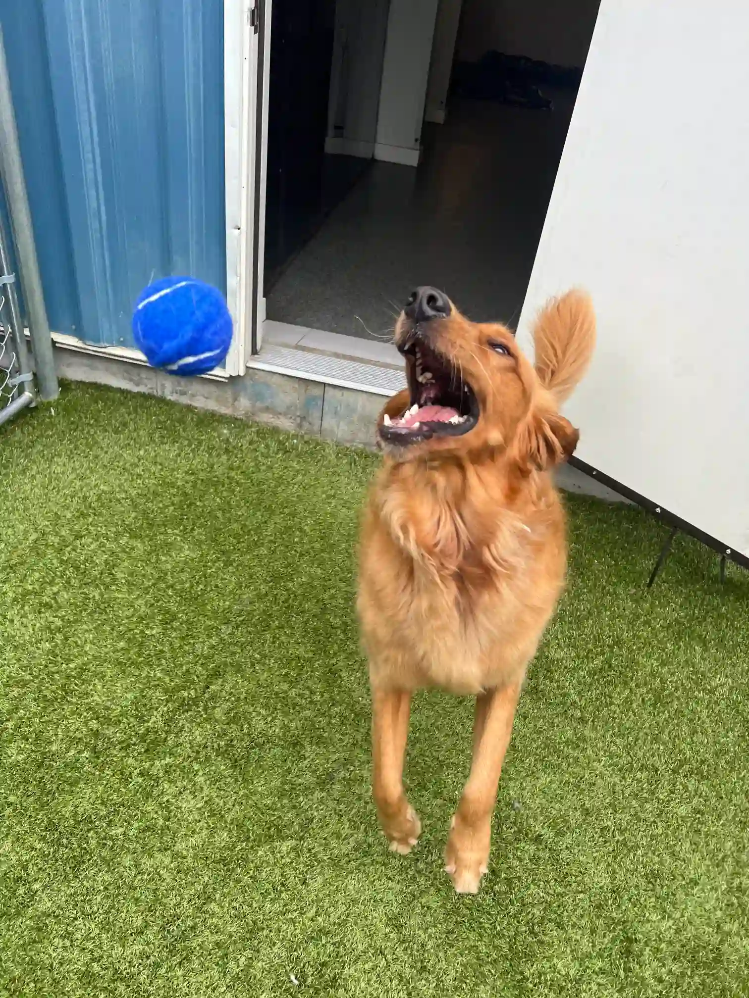 tennis ball being thrown to a good boy