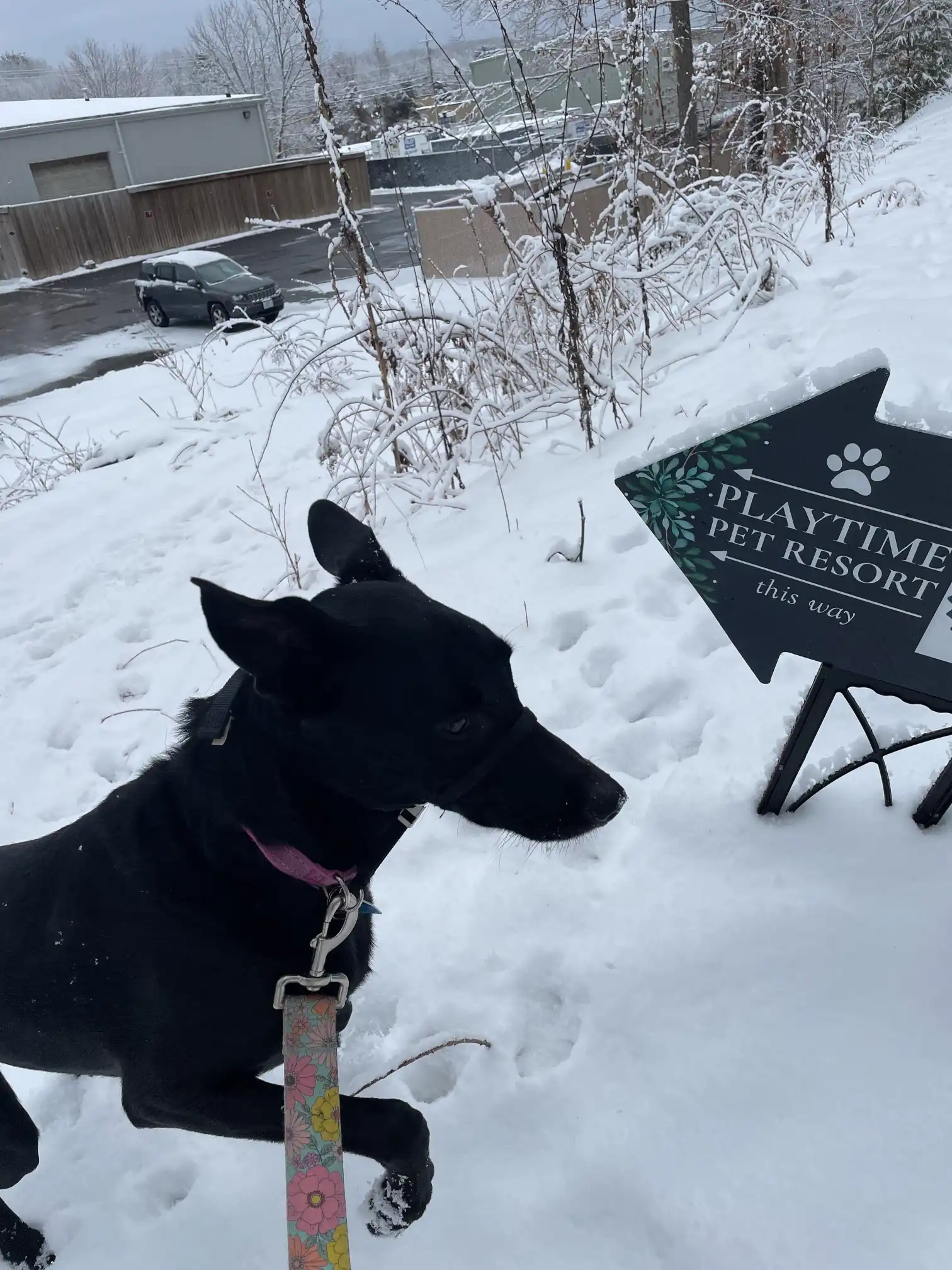 dog being walked in the snow