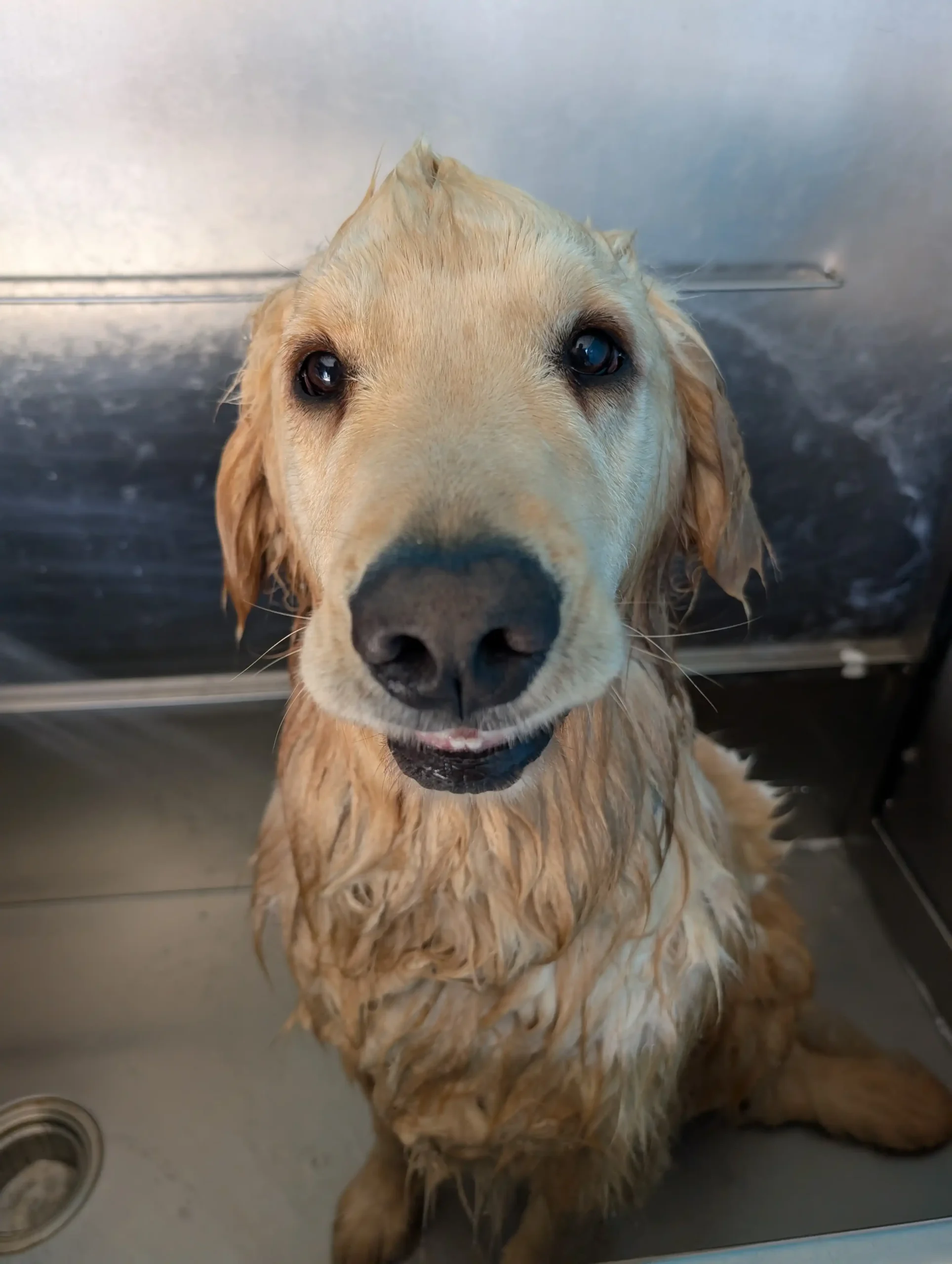 dog after a shower