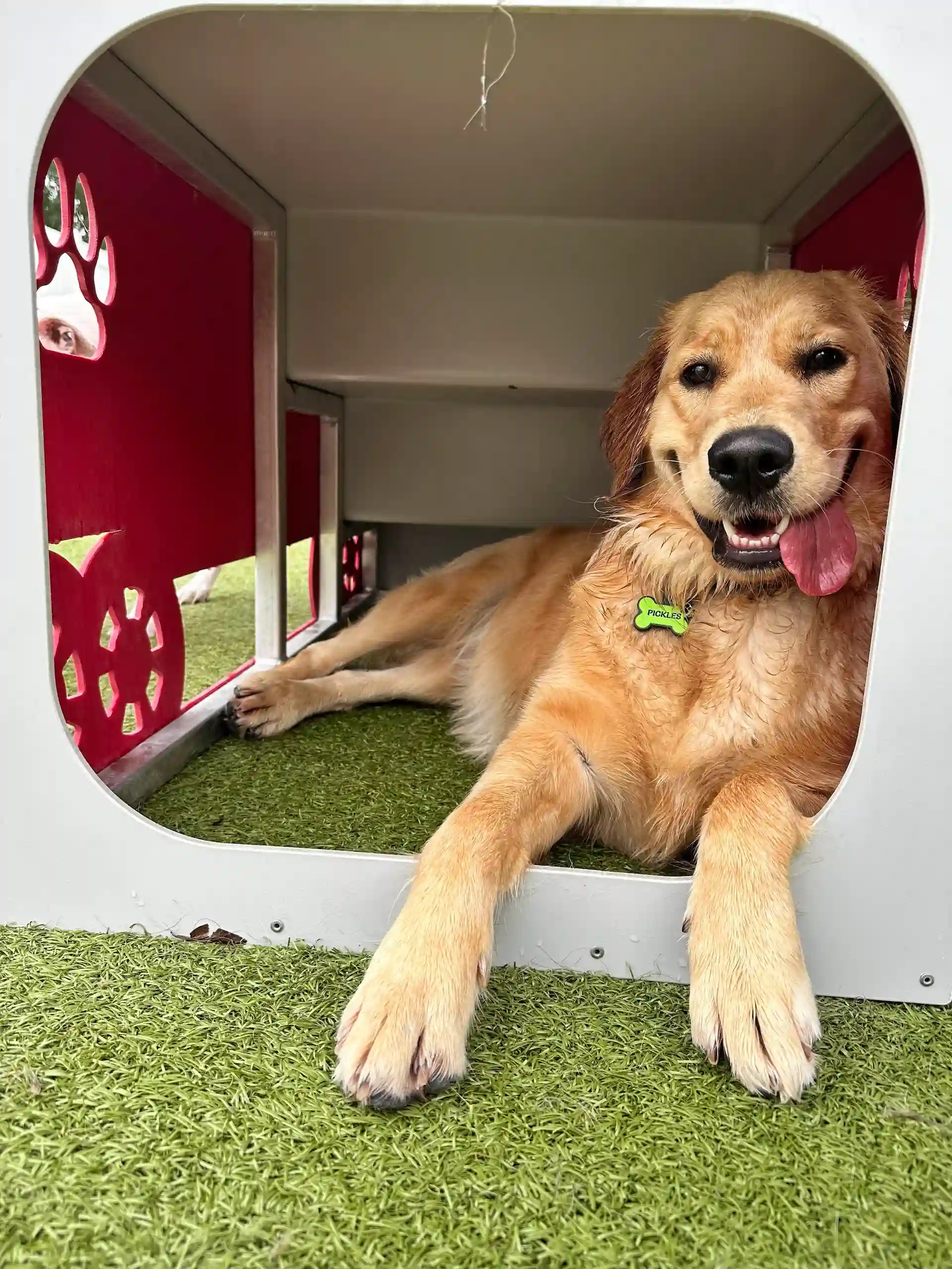 dogs resting out in daycare