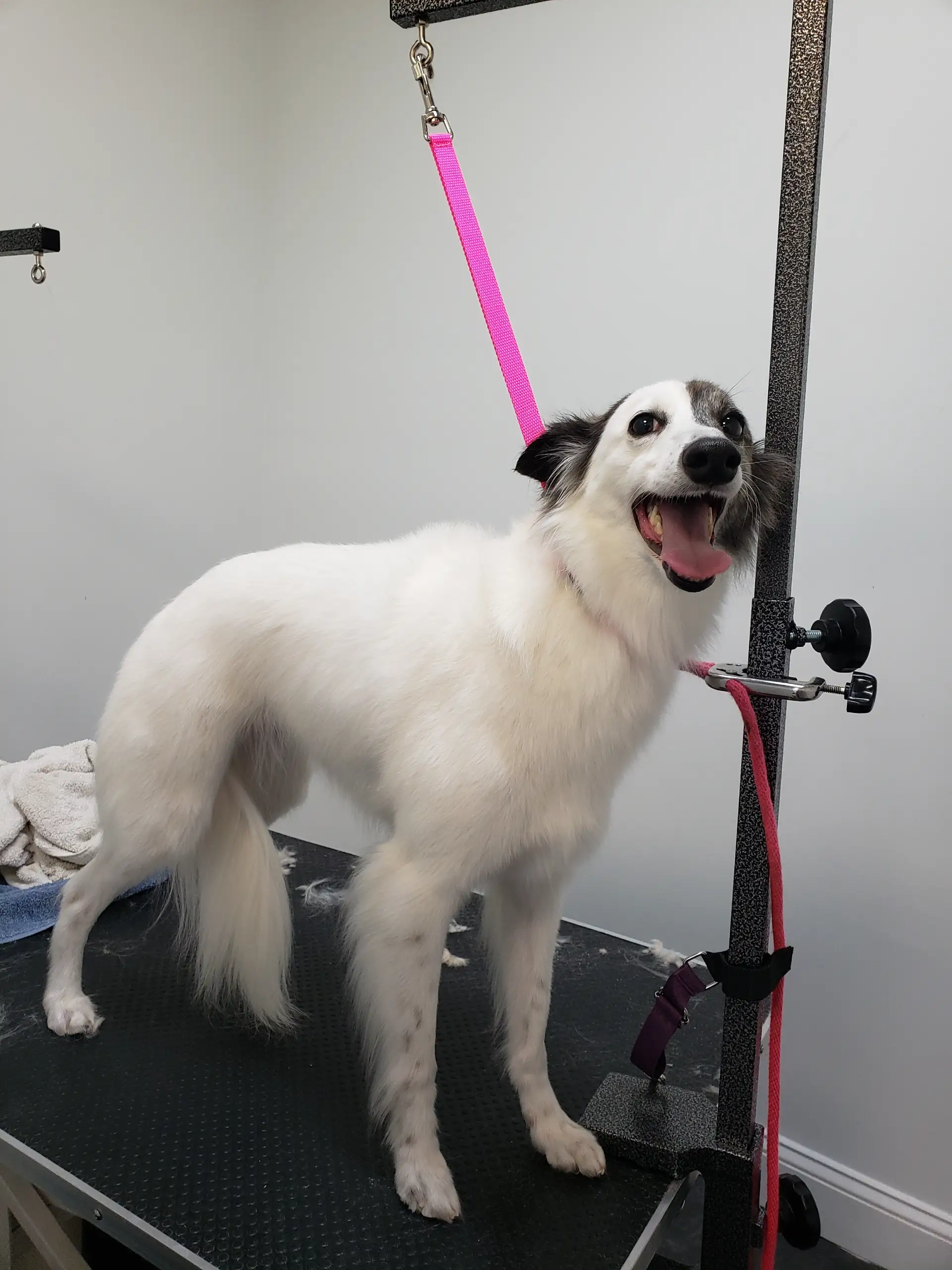 happy dog waiting to be groomed