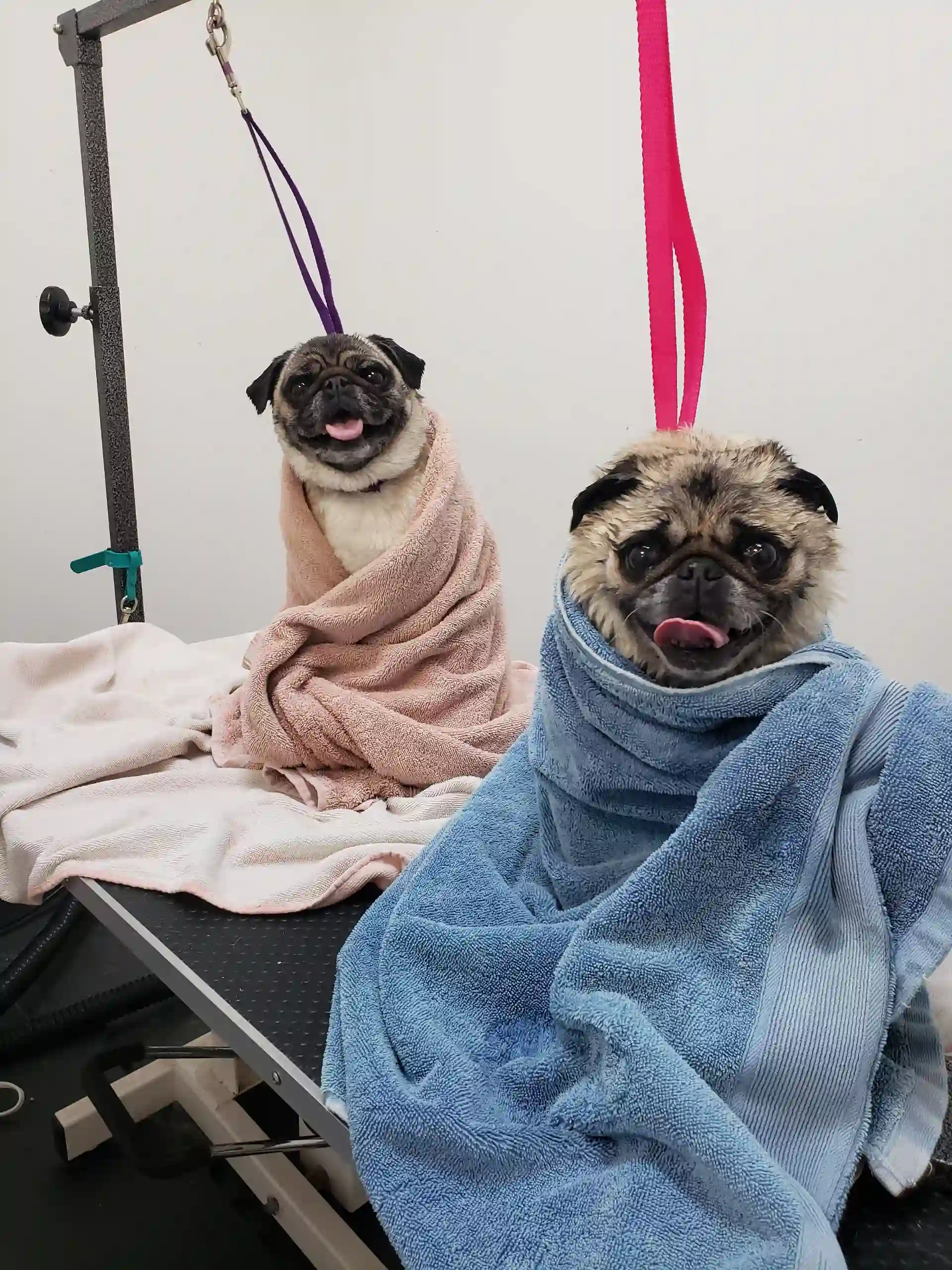two happy dogs drying off