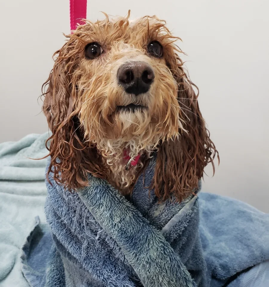 wet dog waiting to be dried off