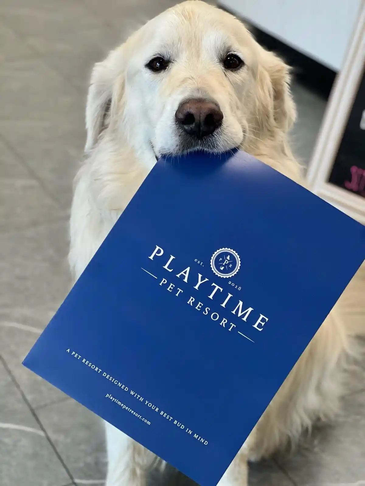 dog holding pet resort book