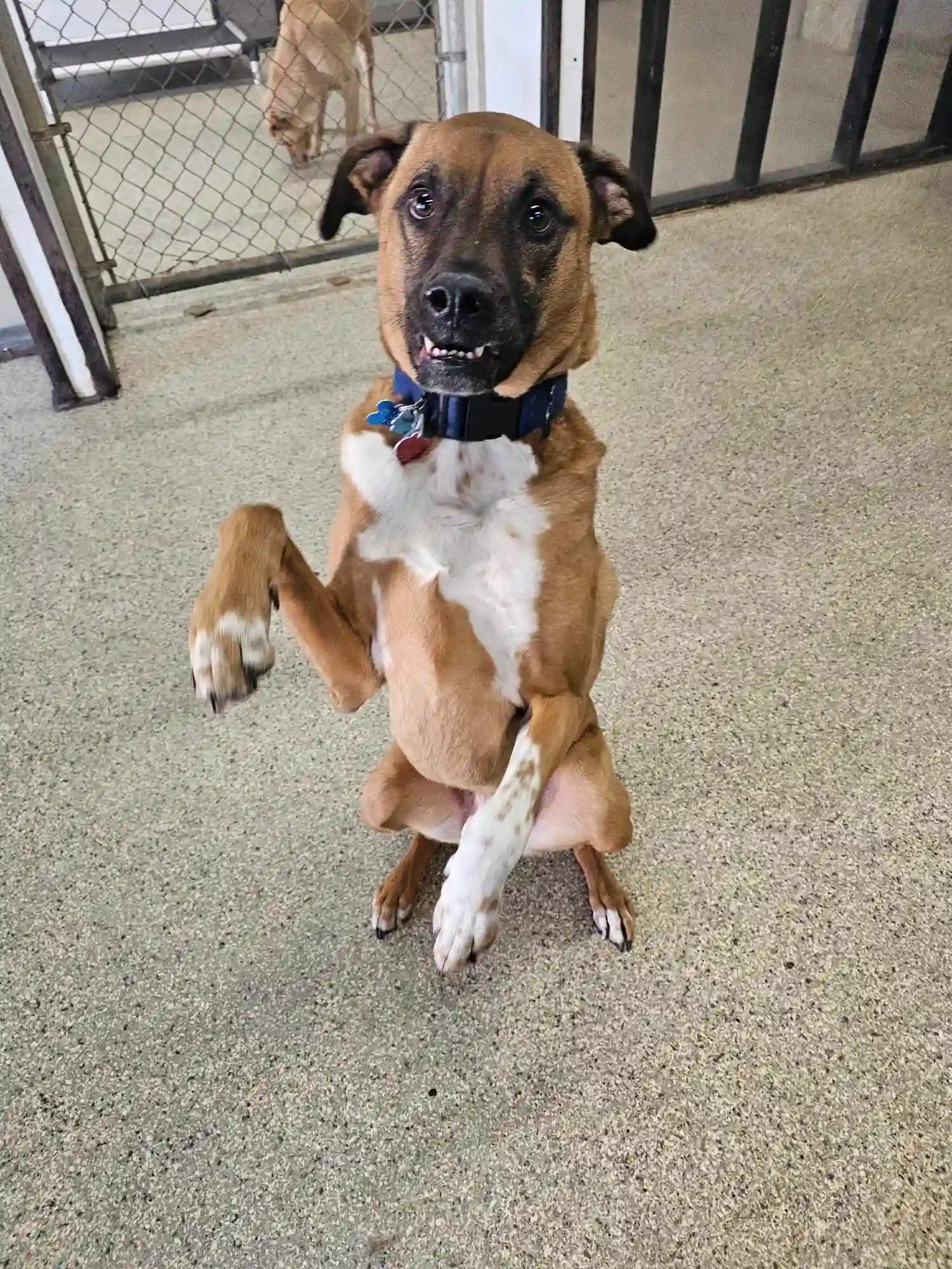 dog standing on hind legs