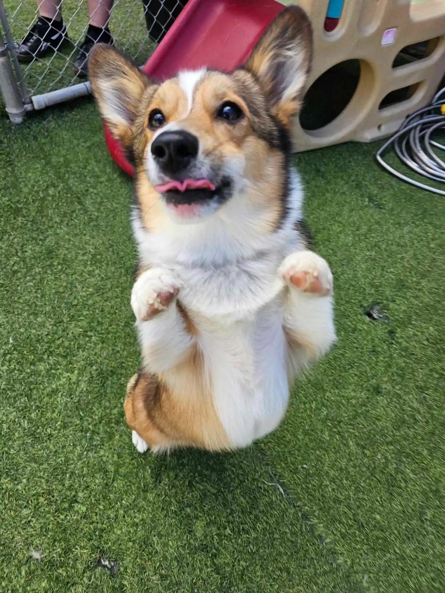 dog jumping up for treats