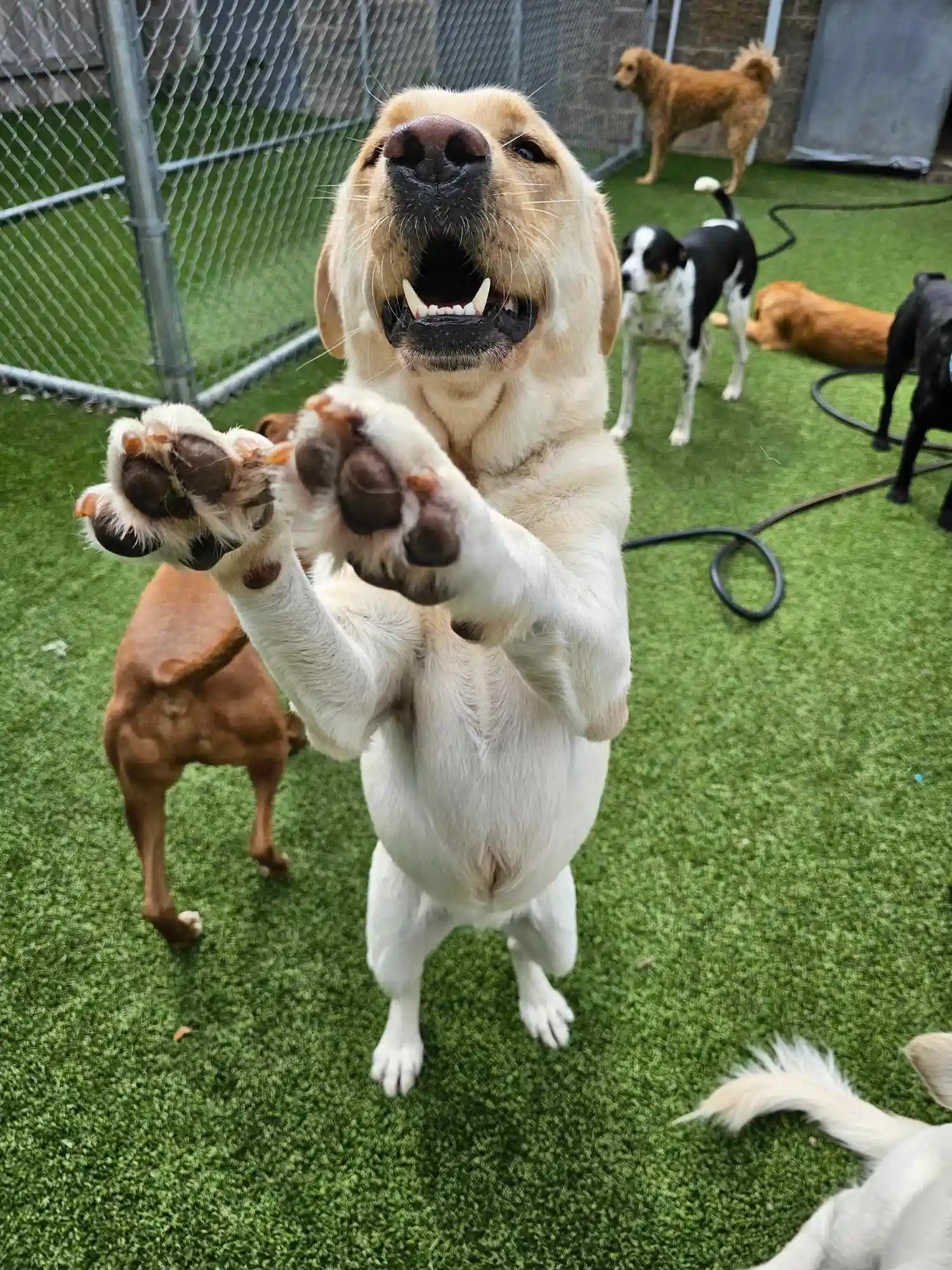 dog jumping with joy
