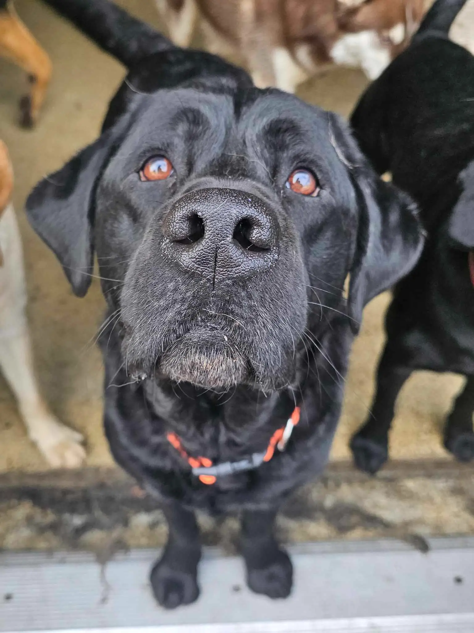 headshot of a black lab