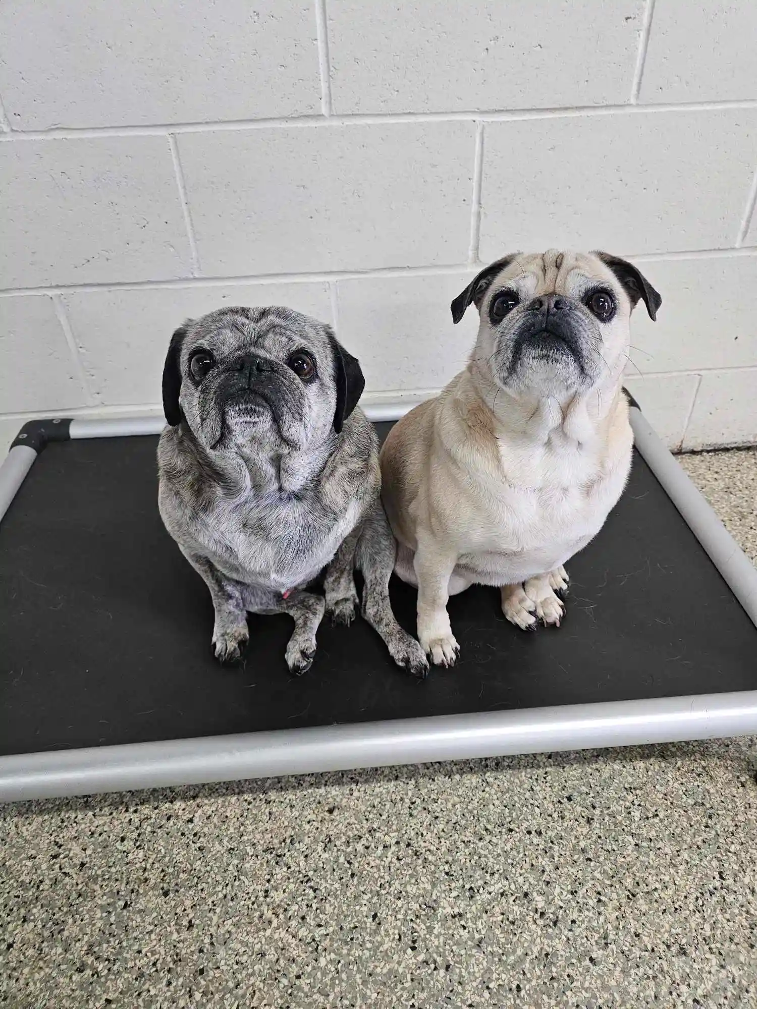 two buddies hanging out