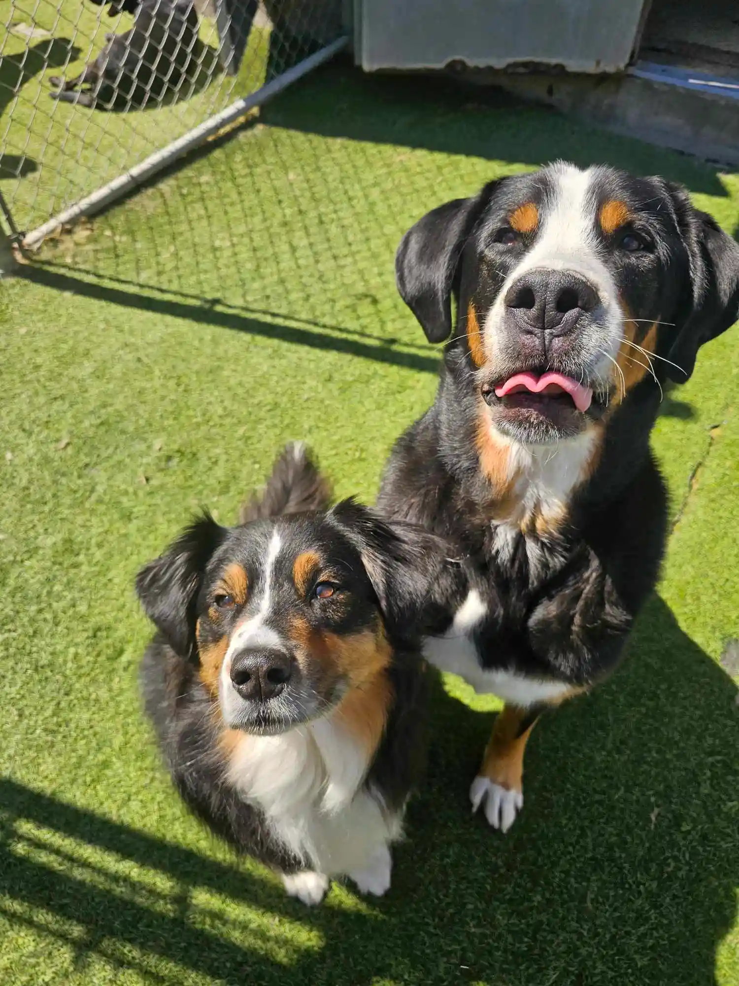 two dogs posing for a picture
