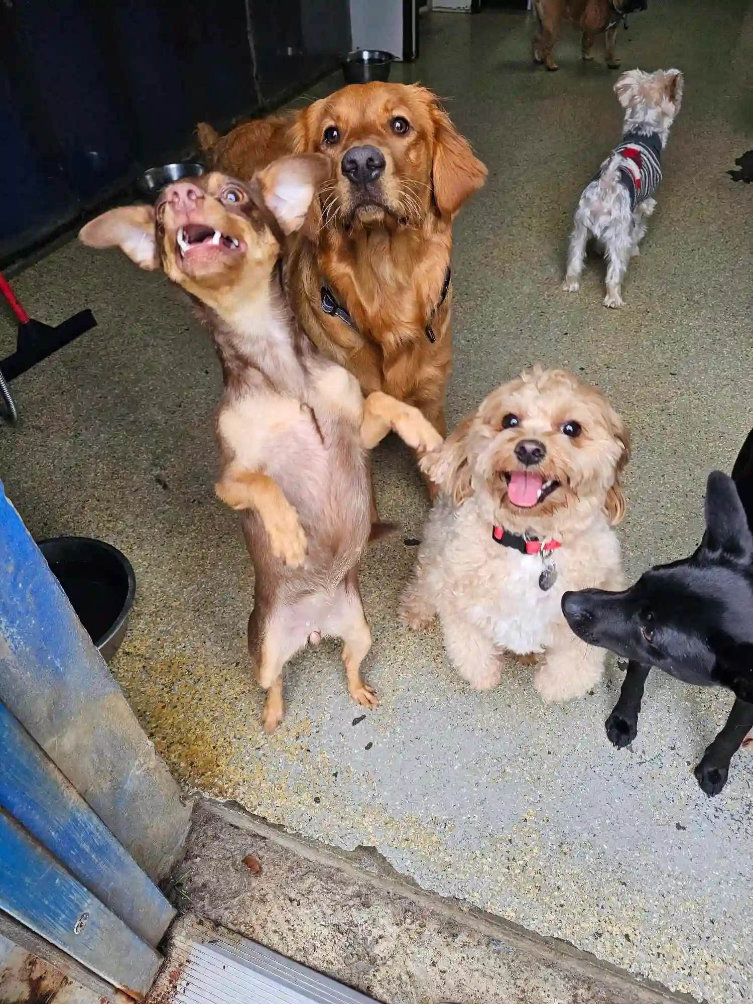 dogs posing for the camera