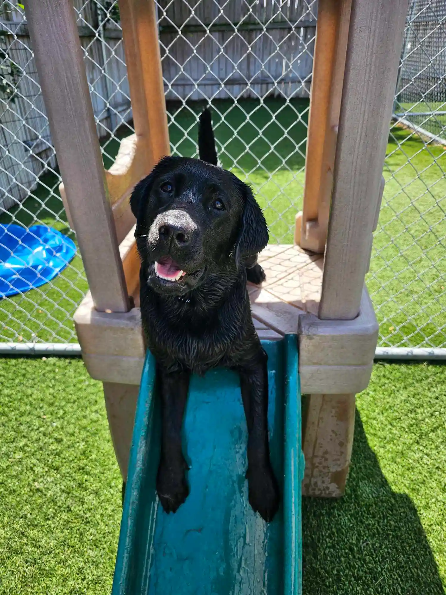 dog relaxing at the top a slide