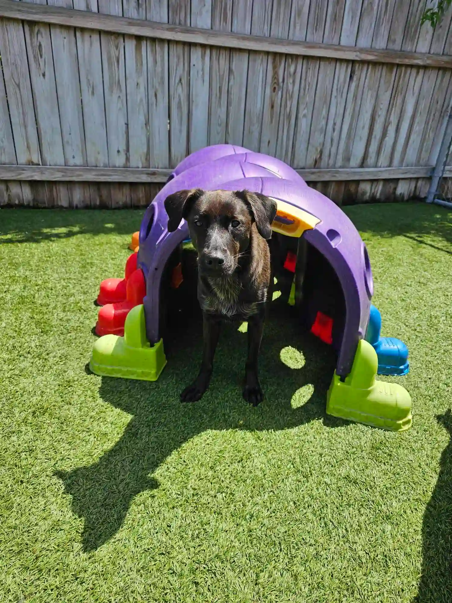 dog exiting out of a tunnel