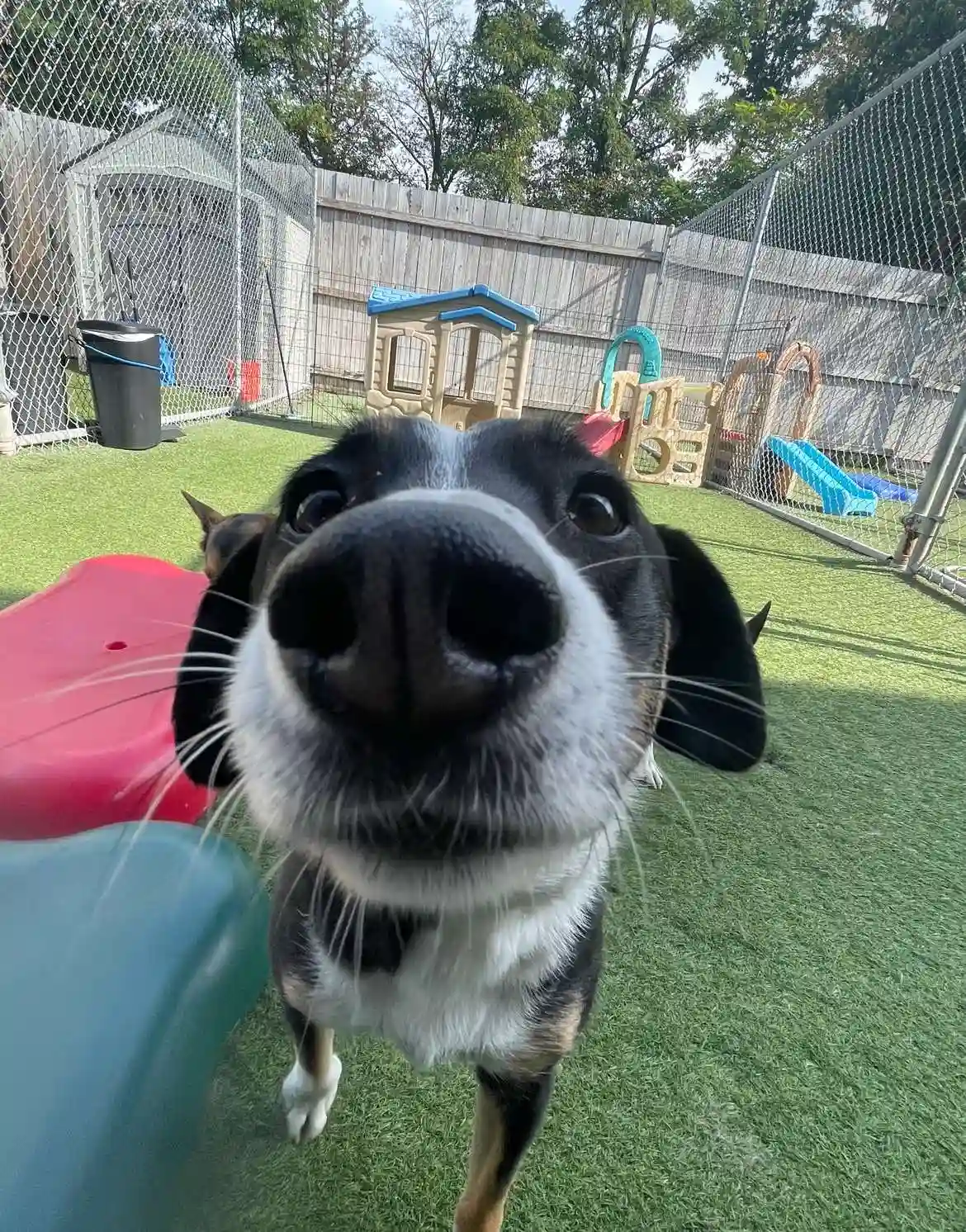 close up shot of a canine companion