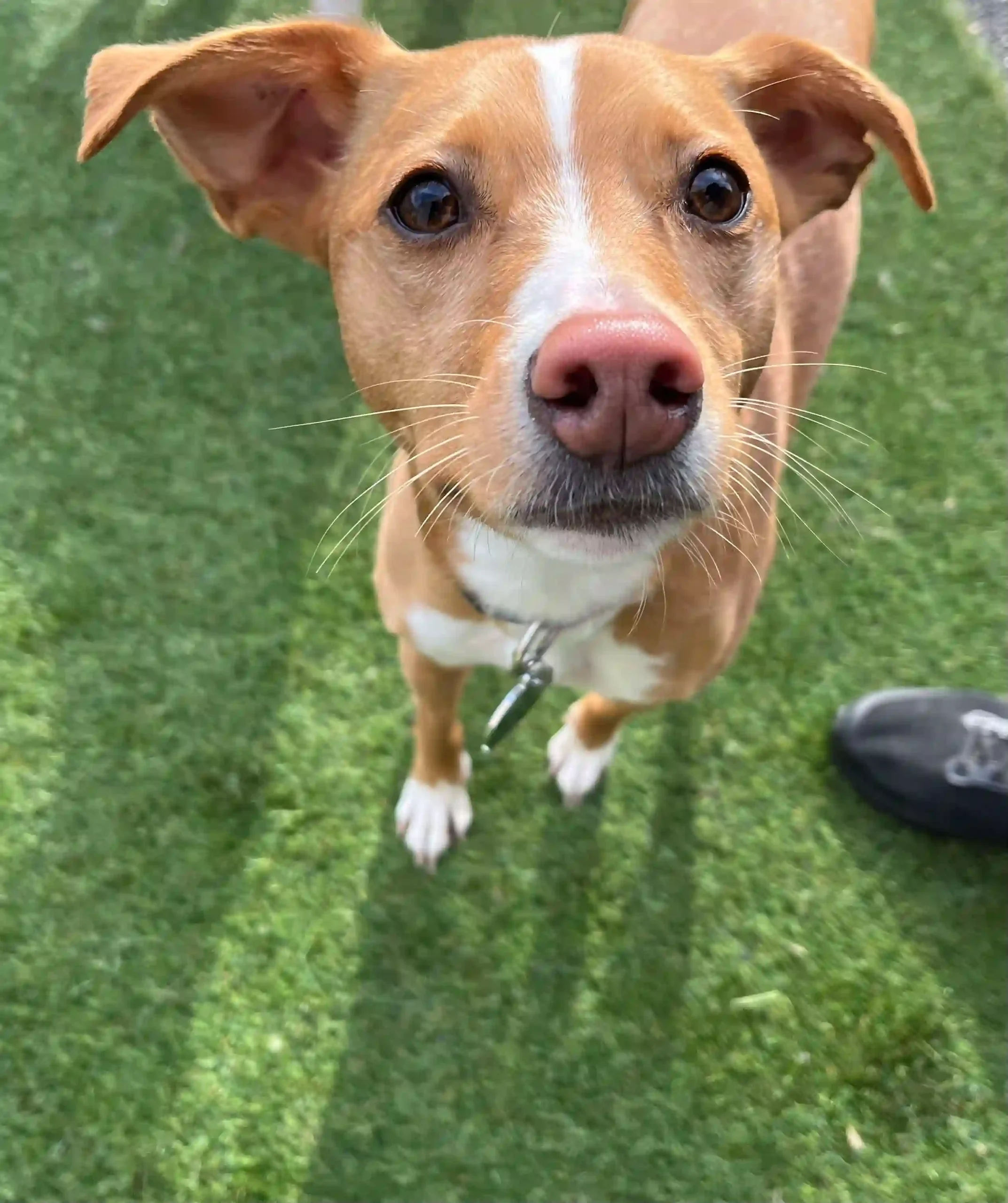 happy dog looking at camera