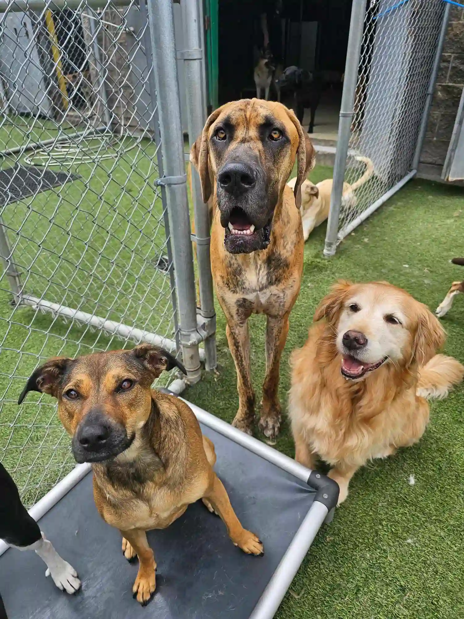 3 dogs posing for the camera