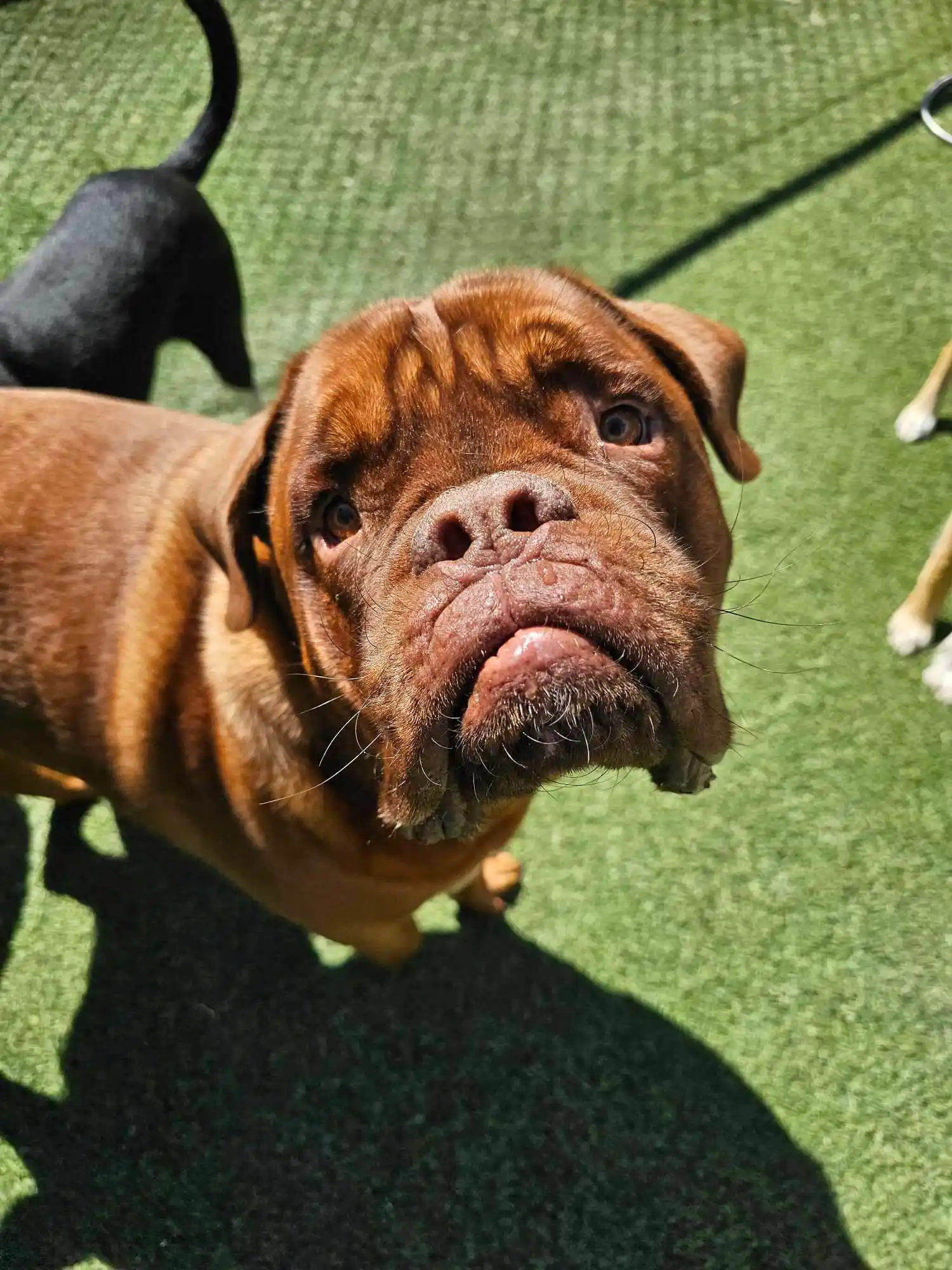 sad dog looking at the camera