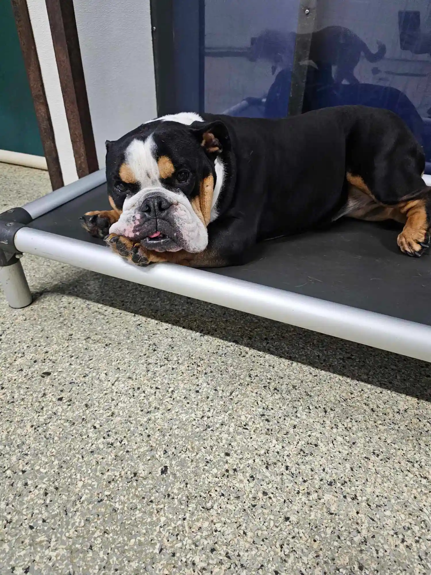 dog sleeping on bed