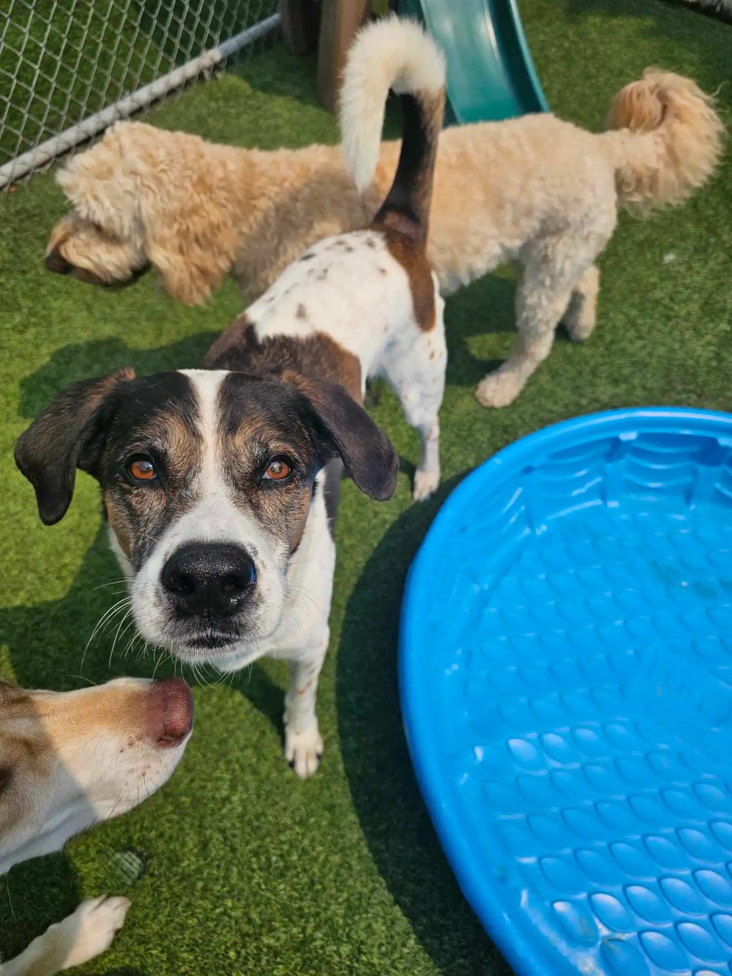 dogs playing by the kiddie pool