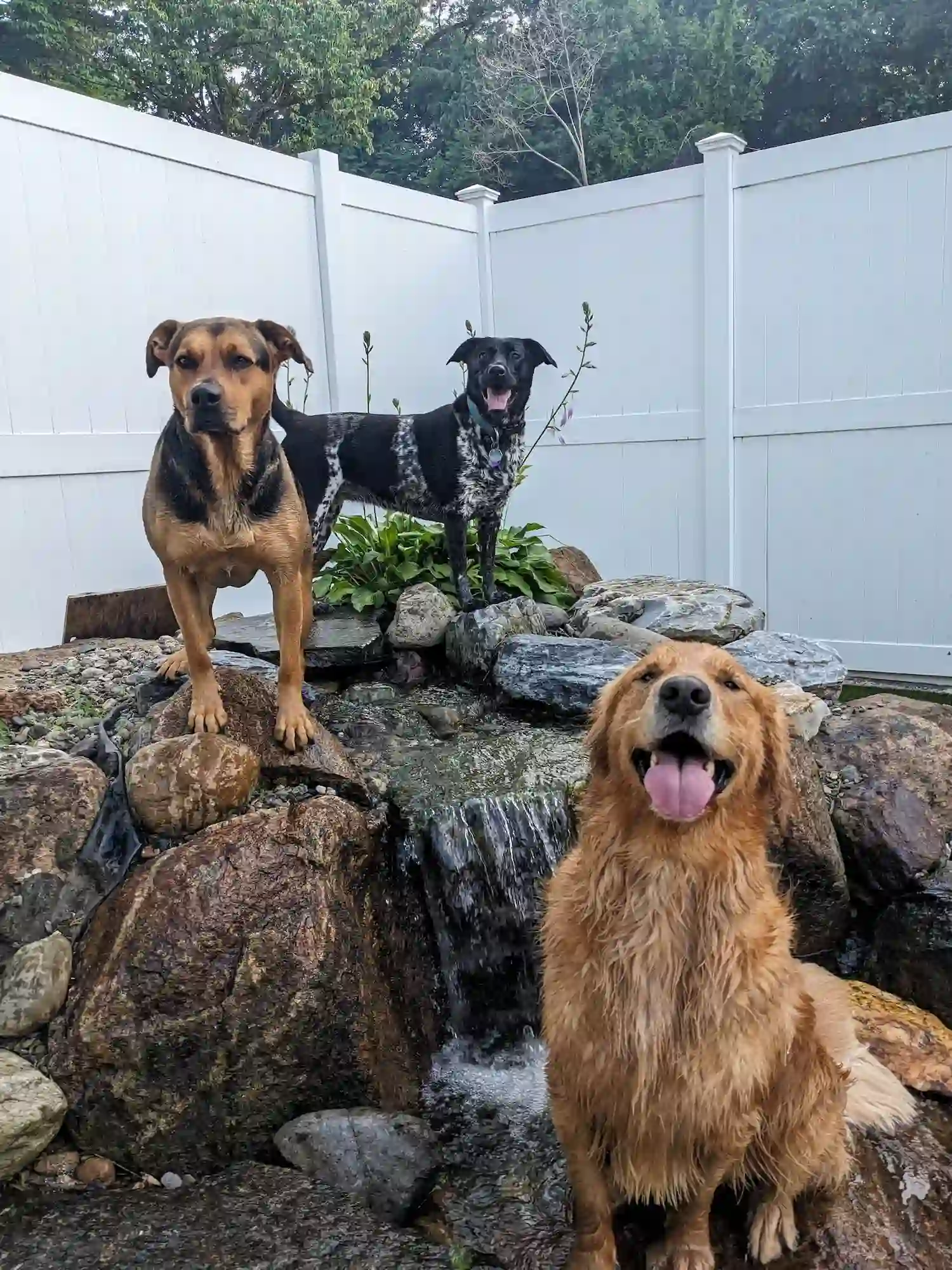 dogs chilling at the waterpark