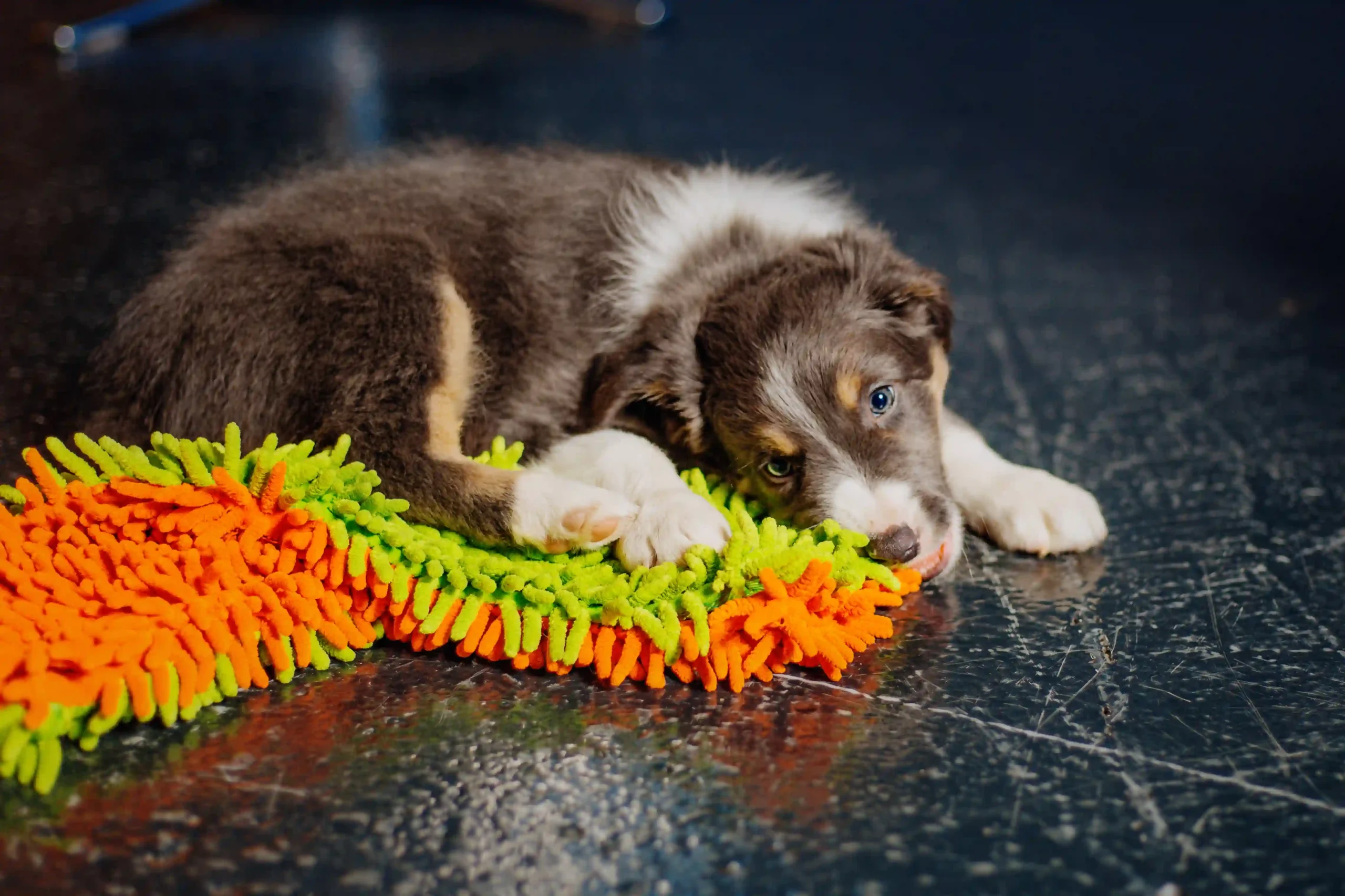 Dog boarding at Playtime Pet Resort