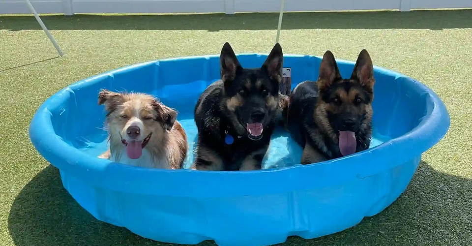 dog daycare