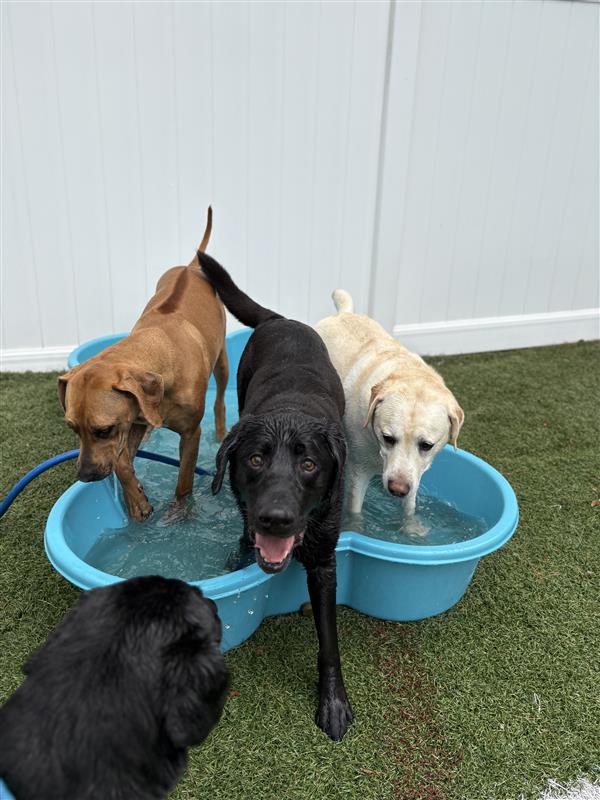 Dog Daycare