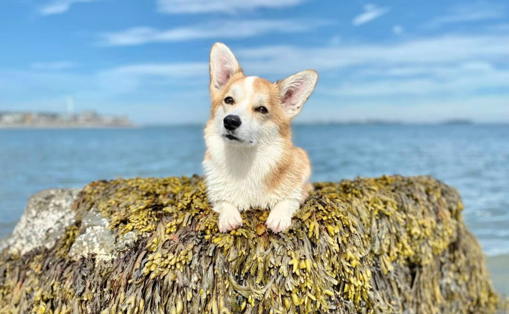 Welsh Corgi