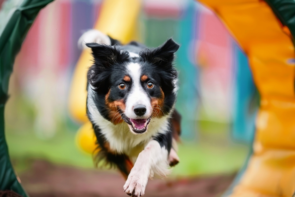 Dog enthusiastically navigating an agility course