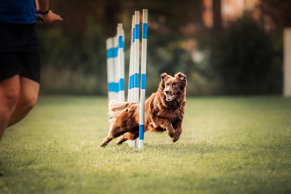 Blog - Playtime Pet Resort