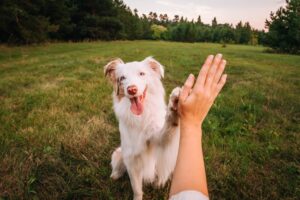 A happy Australian Shepherd dog giving a high-five to a man's hand