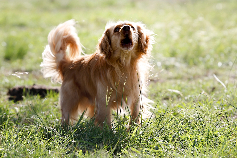 Blog - Playtime Pet Resort